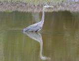 Great Blue Heron-3.jpg