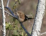 House Wren-2.jpg