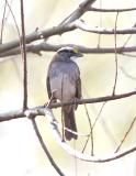 White-throated Sparrow-2.jpg