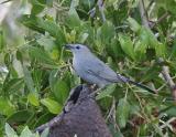 Catbird-6.jpg