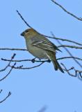 Pine Grosbeak-7f.jpg
