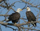 Bald Eagle-2.jpg