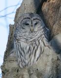 Barred Owl-1.jpg