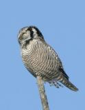 Northern Hawk Owl-1.jpg