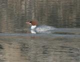 Common Merganser-1f.jpg