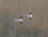 Common Merganser-10f.jpg