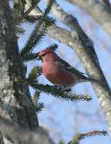 Pine Grosbeak-5.jpgTamarak, Mn