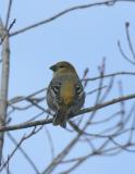 Pine Grosbeak-6f-Sax-Zim Bog, Mn