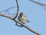 Common Redpoll-1-Tamarak, Mn
