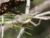 Ruby Crowned Kinglet-5.jpg