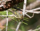 Ruby Crowned Kinglet-6.jpg