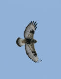 Ruff-legged Hawk-2.jpg