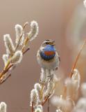 Bluethroat-2  Teller Rd   Nome, Ak