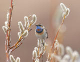Bluethroat-6.jpg