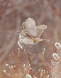 Bluethroat display.jpg