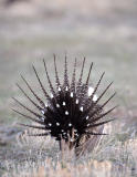 Greater Sage Grouse-3.jpg