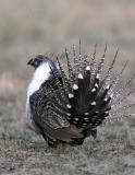 Greater Sage Grouse-4.jpg