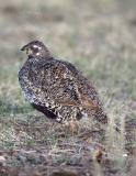 Greater Sage Grouse-8.jpg