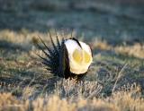 Greater Sage Grouse-9.jpg