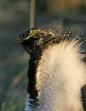 Greater Sage Grouse-12.jpg