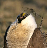 Greater Sage Grouse-14.jpg
