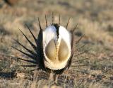 Greater Saga Grouse-17.jpg