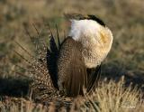 Greater Sage Grouse-20.jpg