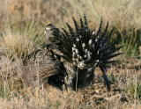 Greater Sage Grouse-26.jpg