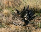 Greater sage grouse-27.jpg