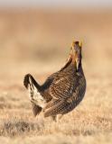 Lesser Prairie Chicken-11.jpg