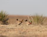 Lesser Prairie Chicken-14.jpg
