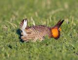 Greater Prairie Chicken-2.jpg