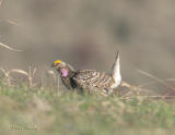 Sharp-tailed Grouse-6.jpg