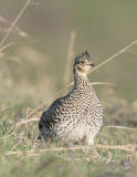 Sharp-tailed Grouse-2.jpg