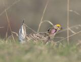 Sharp-tailed Grouse-4.jpg