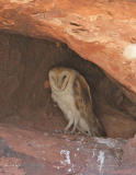Barn Owl-2.jpg