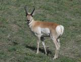 Pronghorn-1.jpg