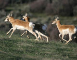 Pronghorn-2.jpg