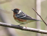 Bay-breasted Warbler.jpg
