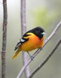 Baltimore Oriole-4.jpg