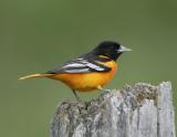 Baltimore Oriole-5.jpg