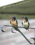 Barn Swallow-5.jpg