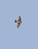 Cliff Swallow-1.jpg