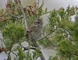 Lincolns Sparrow-3.jpg