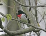 Rose-breasted Grosbeak-5.jpg