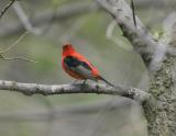 Scarlet Tanager-3.jpg