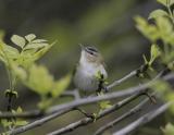 Red-eyed Vireo-1.jpg