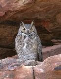 Great Horned Owl-3.jpg