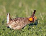 Greater Prairie Chicken-1.jpg