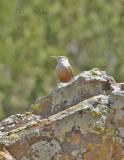 Canyon Wren-1.jpg